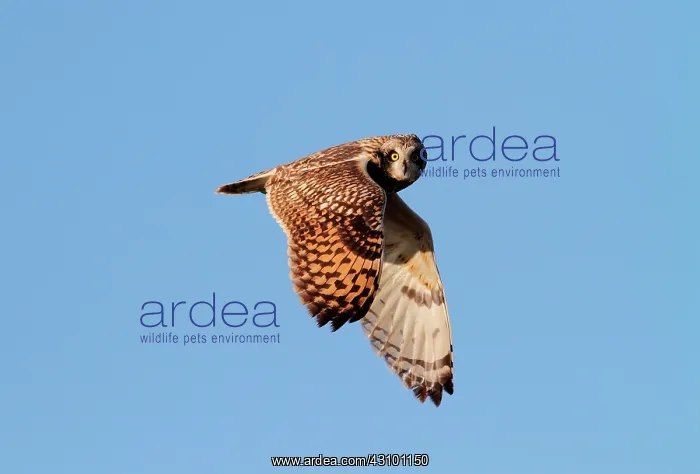: Short-eared Owl (Asio flammeus), wintering in Vendee : Short-eared Owl (Asio flammeus), wintering in Vendee