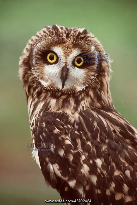 : SHORT-EARED OWL - close-up : SHORT-EARED OWL - close-up