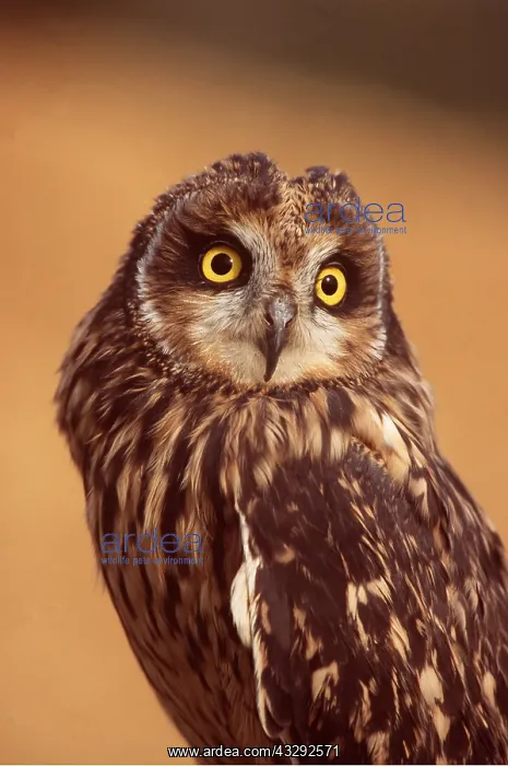 : SHORT-EARED OWL - close-up of head and shoulders : SHORT-EARED OWL - close-up of head and shoulders