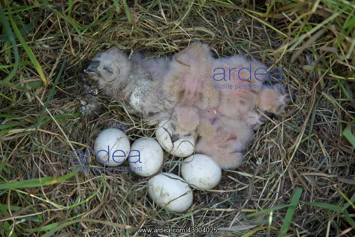 : Short-eared Owl - eggs and chicks in nest - Germany : Short-eared Owl - eggs and chicks in nest - Germany