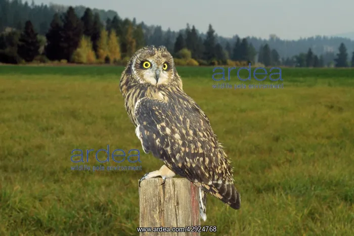 : Short-eared Owl - at evening : Short-eared Owl - at evening