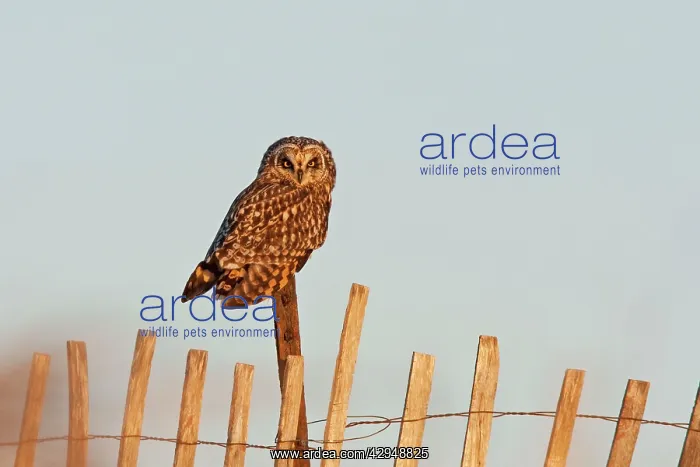 : Short-eared Owl - on fence post - in early morning light : Short-eared Owl - on fence post - in early morning light