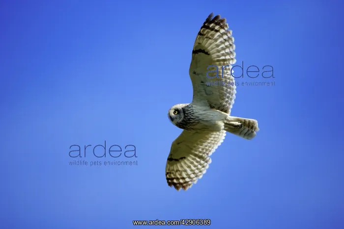 : Short-Eared Owl - In flight : Short-Eared Owl - In flight