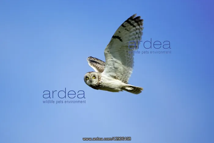 : Short-Eared Owl - In flight : Short-Eared Owl - In flight
