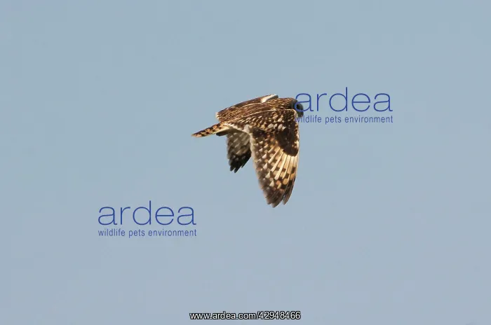 : Short-eared Owl - In flight : Short-eared Owl - In flight