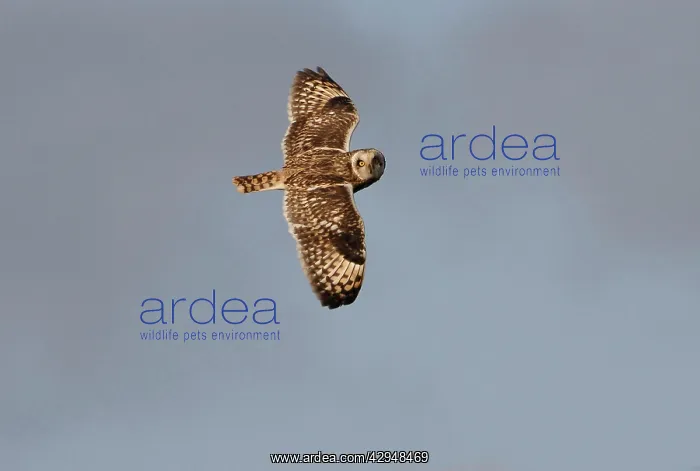 : Short-eared Owl - In flight : Short-eared Owl - In flight