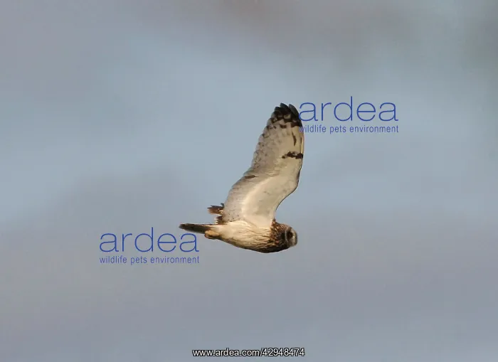 : Short-eared Owl - In flight : Short-eared Owl - In flight