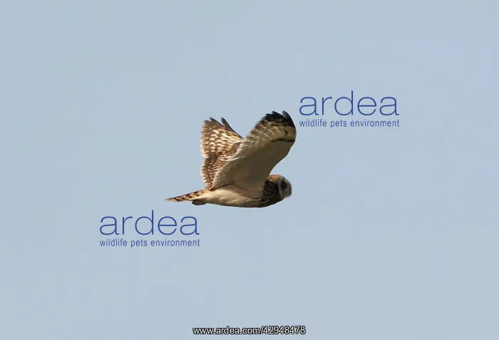 : Short-eared Owl - In flight : Short-eared Owl - In flight