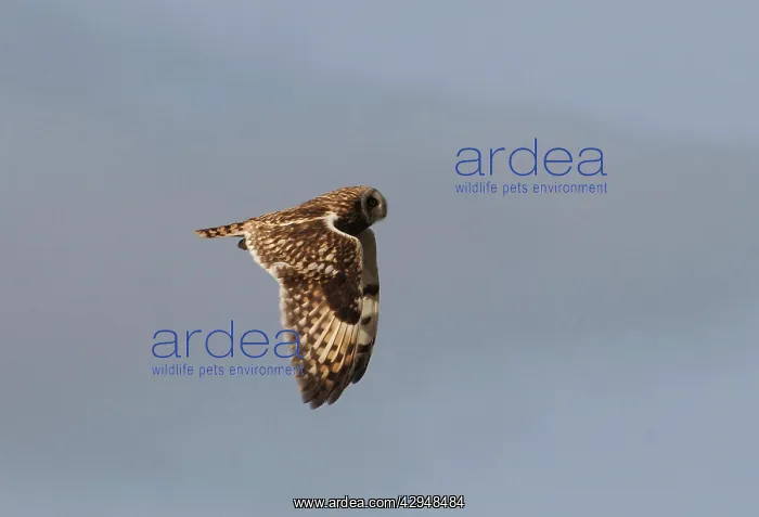 : Short-eared Owl - In flight : Short-eared Owl - In flight