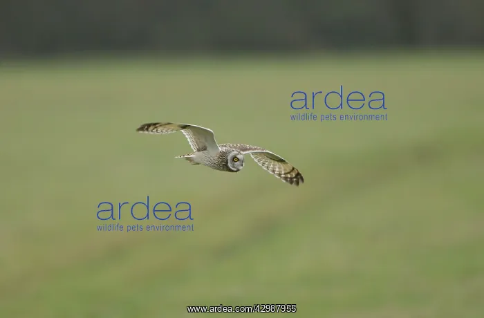: Short-eared Owl - in flight hunting over grassland : Short-eared Owl - in flight hunting over grassland