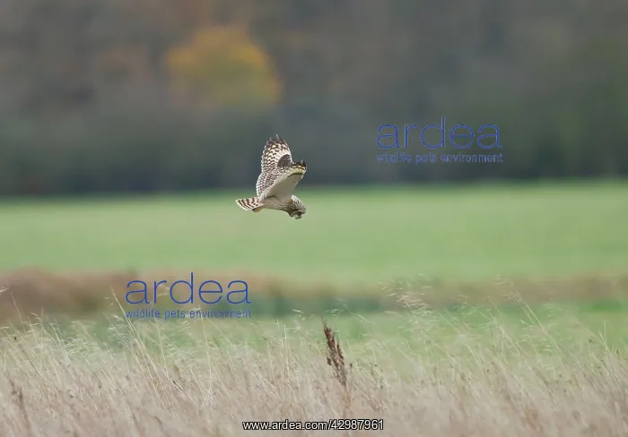 : Short-eared Owl - in flight hunting over grassland : Short-eared Owl - in flight hunting over grassland