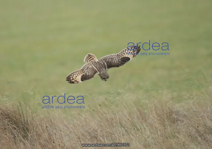: Short-eared Owl - in flight hunting over grassland : Short-eared Owl - in flight hunting over grassland
