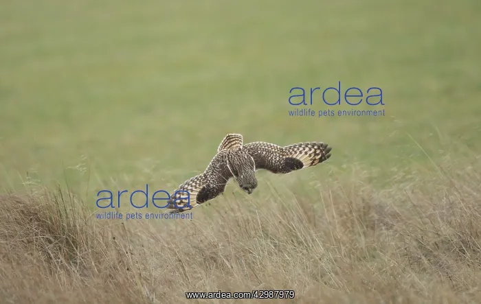 : Short-eared Owl - in flight hunting over grassland : Short-eared Owl - in flight hunting over grassland