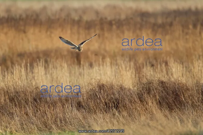 : Short-eared Owl - in flight - hunting over rough : Short-eared Owl - in flight - hunting over rough