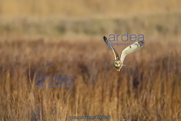 : Short-eared Owl - in flight - hunting over rough : Short-eared Owl - in flight - hunting over rough