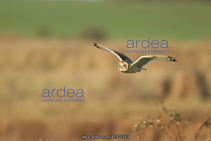 : Short-eared Owl - in flight - hunting over rough : Short-eared Owl - in flight - hunting over rough