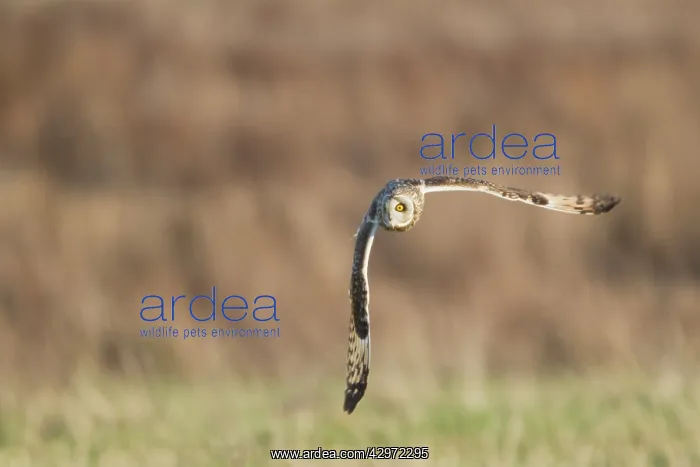 : Short-eared Owl - in flight - hunting over rough : Short-eared Owl - in flight - hunting over rough