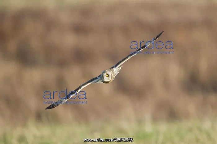: Short-eared Owl - in flight - hunting over rough : Short-eared Owl - in flight - hunting over rough