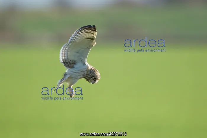 : Short-eared Owl - in flight - hunting over rough : Short-eared Owl - in flight - hunting over rough