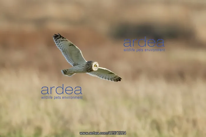 : Short-eared Owl - in flight - hunting over rough : Short-eared Owl - in flight - hunting over rough
