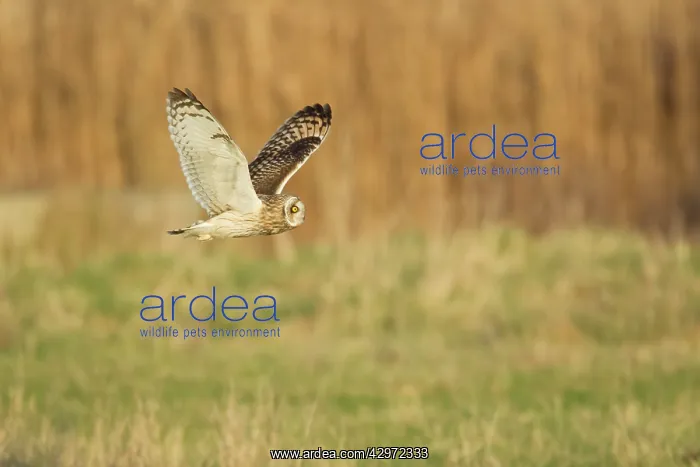 : Short-eared Owl - in flight - hunting over rough : Short-eared Owl - in flight - hunting over rough