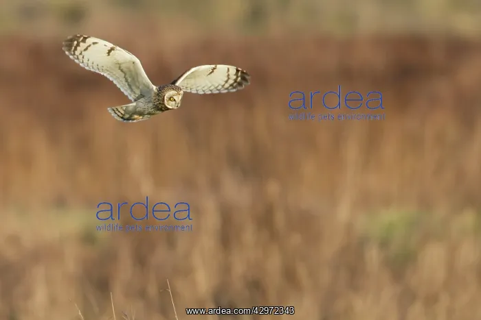 : Short-eared Owl - in flight - hunting over rough : Short-eared Owl - in flight - hunting over rough