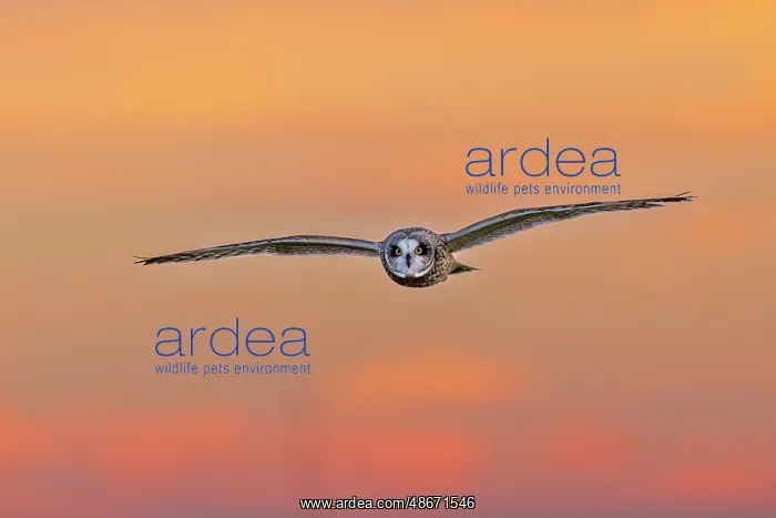 : Short-eared owl flying at sunset, Marion County, Illinois : Short-eared owl flying at sunset, Marion County, Illinois