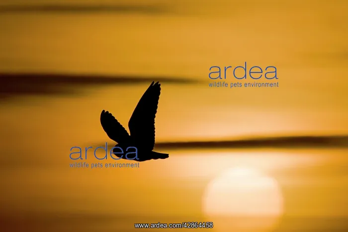: Short-Eared Owl - Flying at sunset with sun in view : Short-Eared Owl - Flying at sunset with sun in view