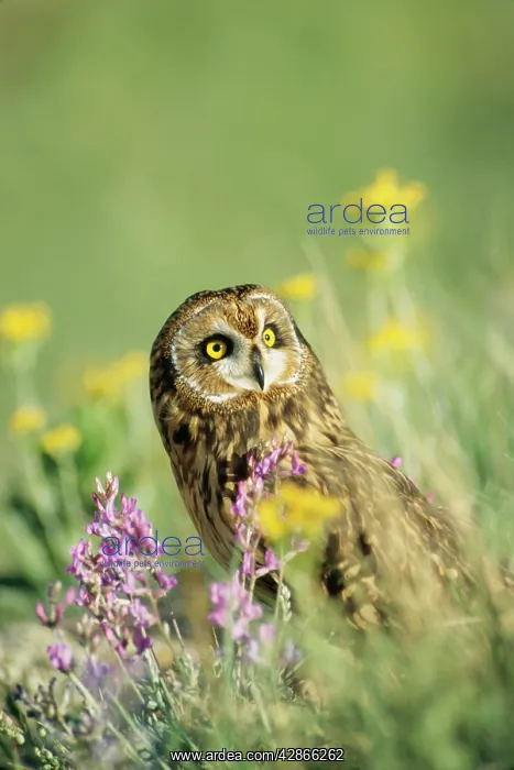 : Short-eared OWL - in grass : Short-eared OWL - in grass