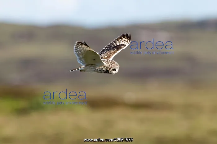 : Short-eared Owl - hovering over moorland : Short-eared Owl - hovering over moorland