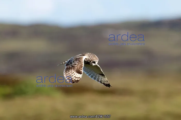 : Short-eared Owl - hovering over moorland : Short-eared Owl - hovering over moorland