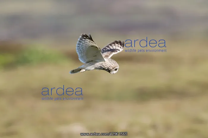 : Short-eared Owl - hovering over moorland : Short-eared Owl - hovering over moorland