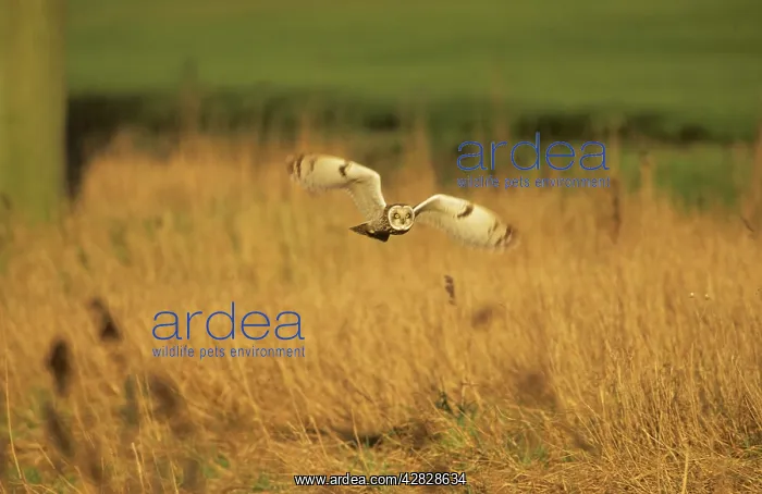 : Short-Eared Owl - Hunting : Short-Eared Owl - Hunting
