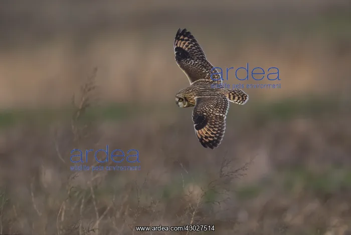  : Short-eared Owl hunting over fallow field in winter