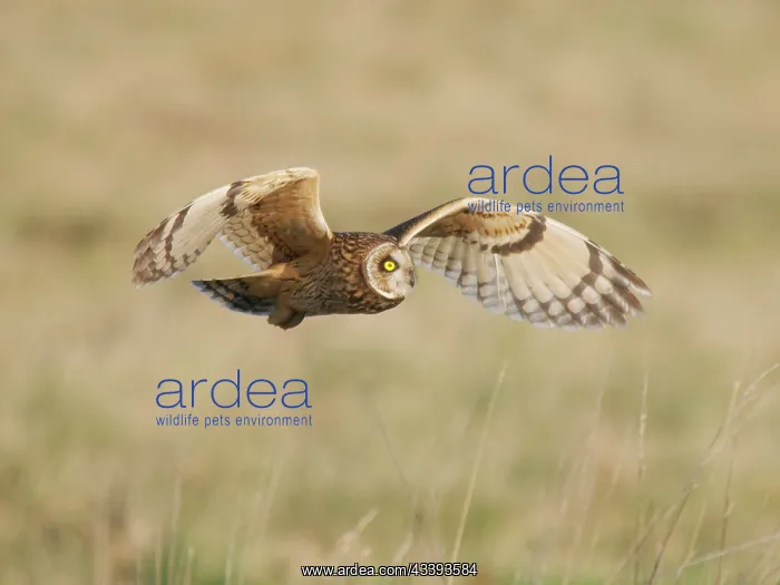 : Short Eared Owl hunting over marshland Asio flammeus : Short Eared Owl hunting over marshland Asio flammeus