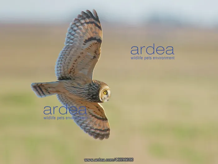 : Short Eared Owl hunting over marshland Asio flammeus : Short Eared Owl hunting over marshland Asio flammeus