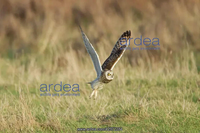 : Short-eared Owl - hunting over rough grassland in winter : Short-eared Owl - hunting over rough grassland in winter