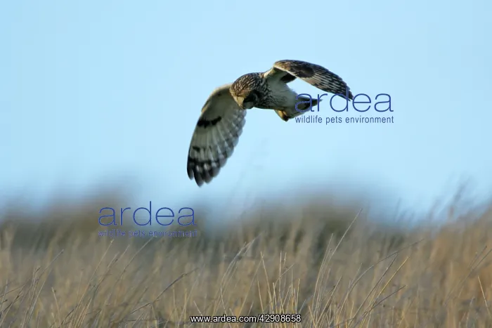 : Short-eared Owl - hunting over rough pasture land : Short-eared Owl - hunting over rough pasture land