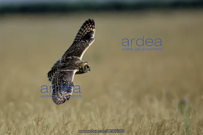 : Short-Eared Owl - Immature bird in flight : Short-Eared Owl - Immature bird in flight