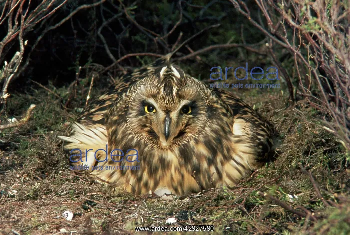 : Short-eared Owl - on nest : Short-eared Owl - on nest