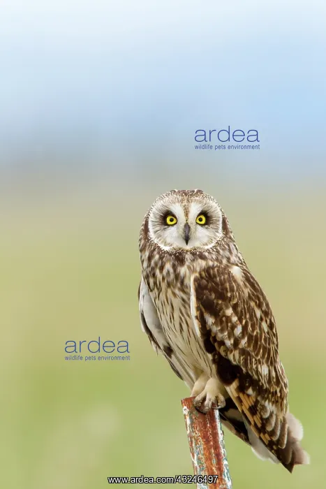 : Short eared owl at Ninepipe WMA near Ronan : Short eared owl at Ninepipe WMA near Ronan