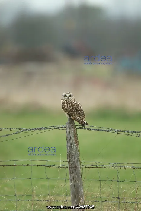 : Short-eared Owl - perched on fence post - March : Short-eared Owl - perched on fence post - March