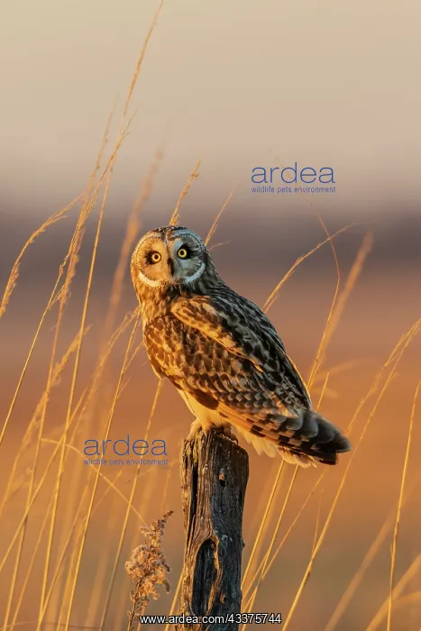 : Short-eared owl perched on fence post, Prairie Ridge : Short-eared owl perched on fence post, Prairie Ridge
