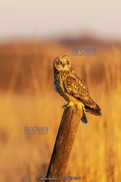 : Short-eared owl perched on fence post Prairie Ridge State : Short-eared owl perched on fence post Prairie Ridge State