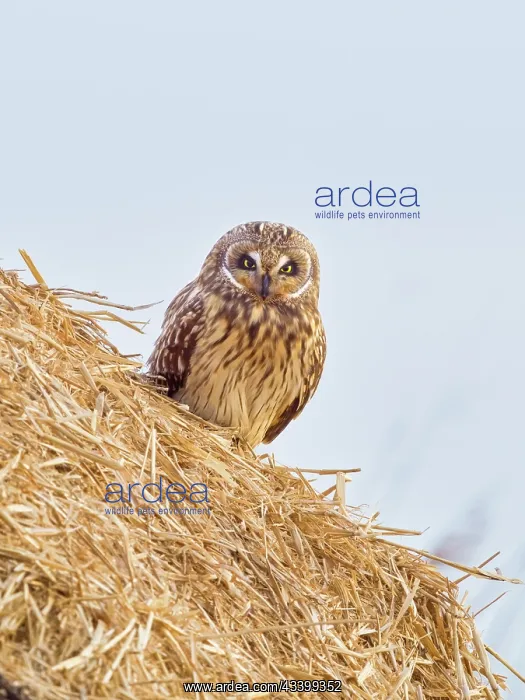 : Short-eared owl - perched on hatstack : Short-eared owl - perched on hatstack
