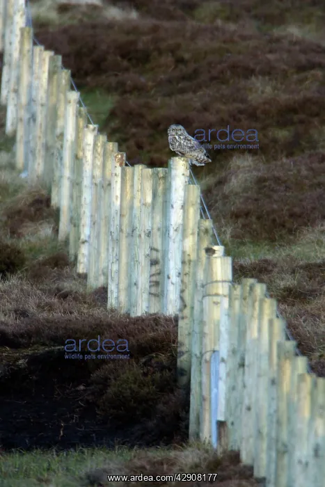 : Short-Eared Owl - Perched on moorland forestry fence : Short-Eared Owl - Perched on moorland forestry fence