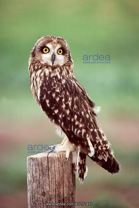 : SHORT-EARED OWL - perched on post : SHORT-EARED OWL - perched on post