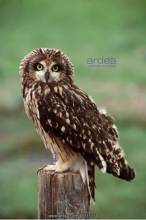 : SHORT-EARED OWL - perched on post : SHORT-EARED OWL - perched on post