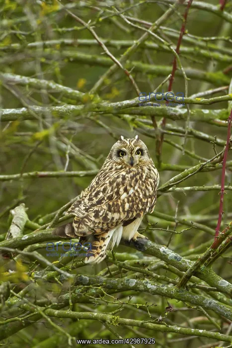  : Short-eared Owl - perched in roost - March
