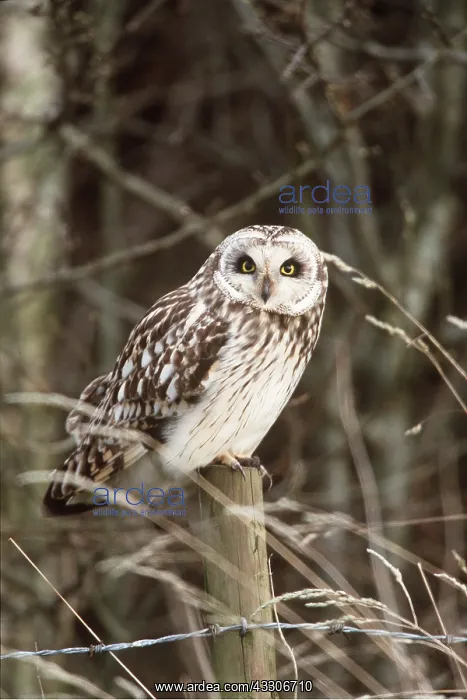 : SHORT-EARED OWL - perching on fence post : SHORT-EARED OWL - perching on fence post